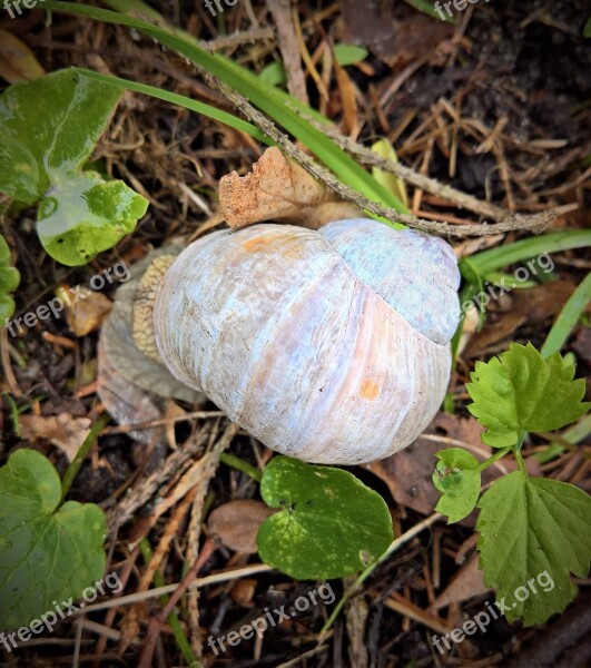 Snail Mollusk Reptile Shell Mucus