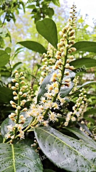 Cherry Laurel Hedge Plant White Flowers Grapes Green Leaves Shiny