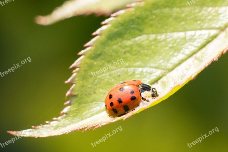 Ladybug Insect Lucky Charm Beetle Luck