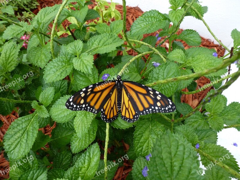 Butterfly Monarch Monarch Butterfly Orange Wings