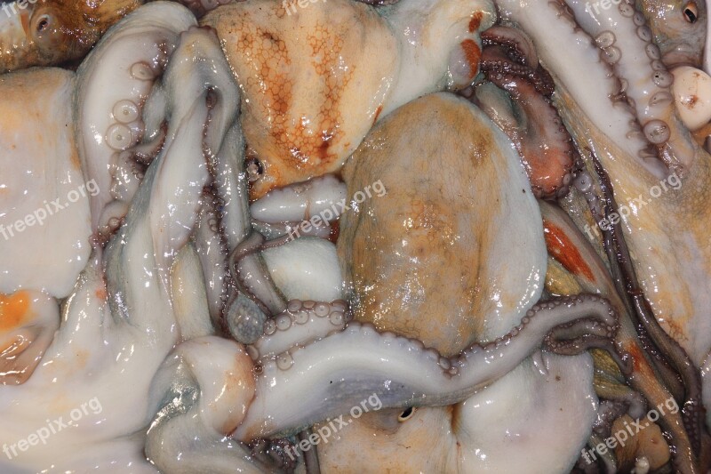 Italy Favigana Squid Seafood Mixed