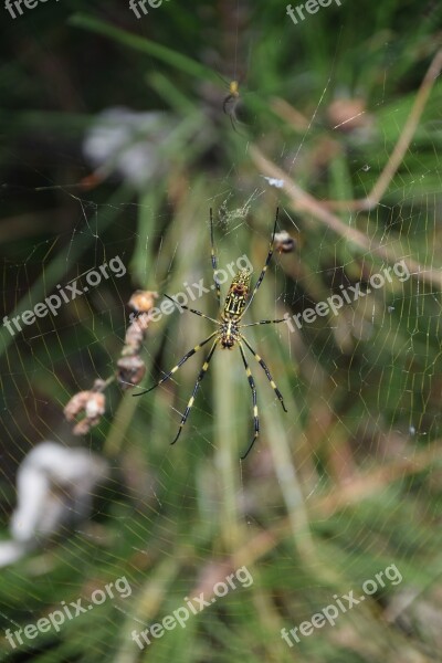 Spider Cobweb Nature Insect Arachnid