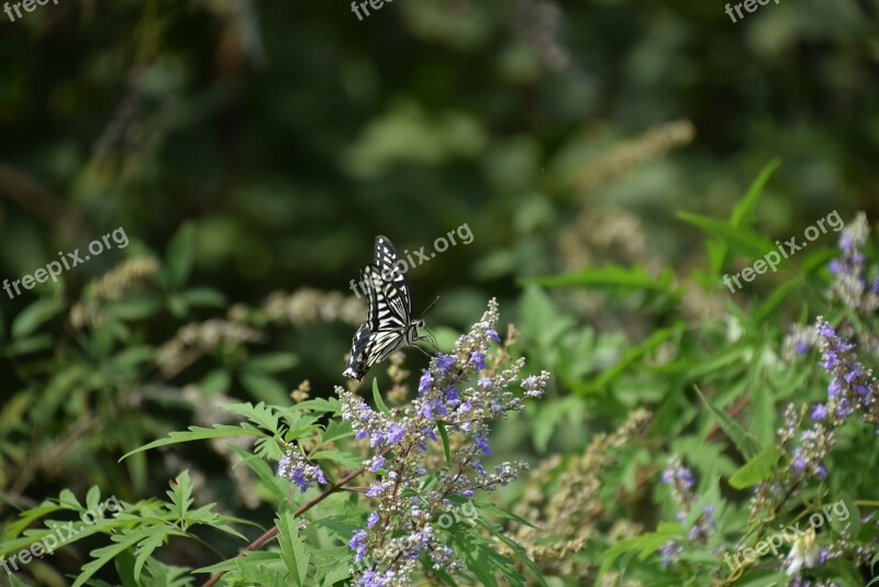 Butterfly Nature Insect Meadow Flower