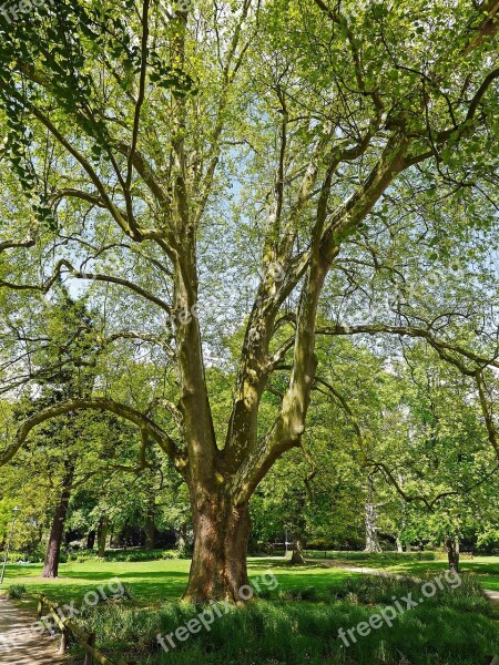 Sycamore Two Hundred Years Powerful Foliation Castle Park