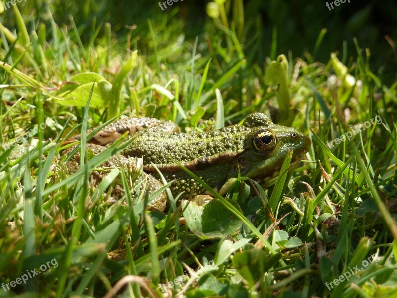 Toad Water Grass Gerardo Frog