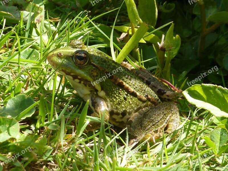 Toad Water Grass Gerardo Frog