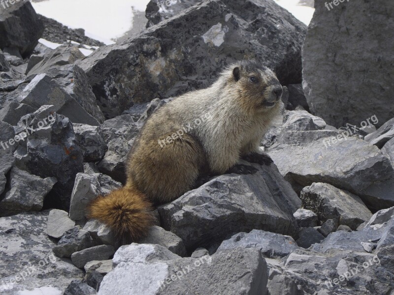 Marmot Canada Glacier Hoary Nature