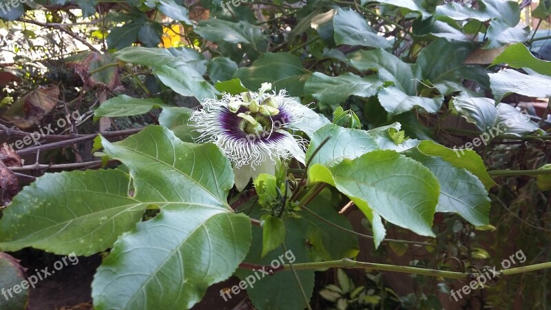 Passion Fruit Flower Wild Flower Plants Passiflora