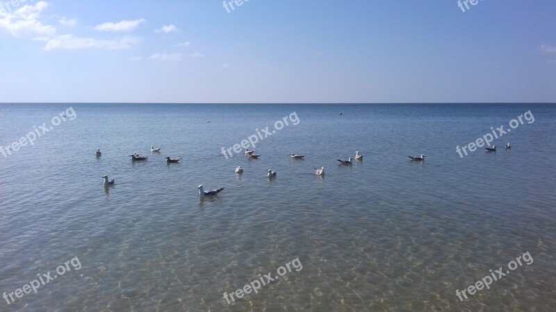 Seaside Birds Sunrice Sky Blue