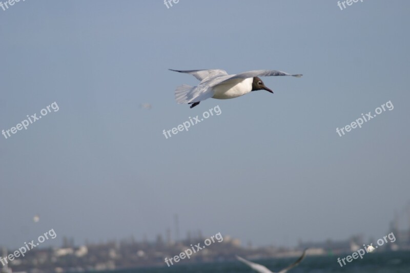 Seaside Birds Sunrice Sky Blue