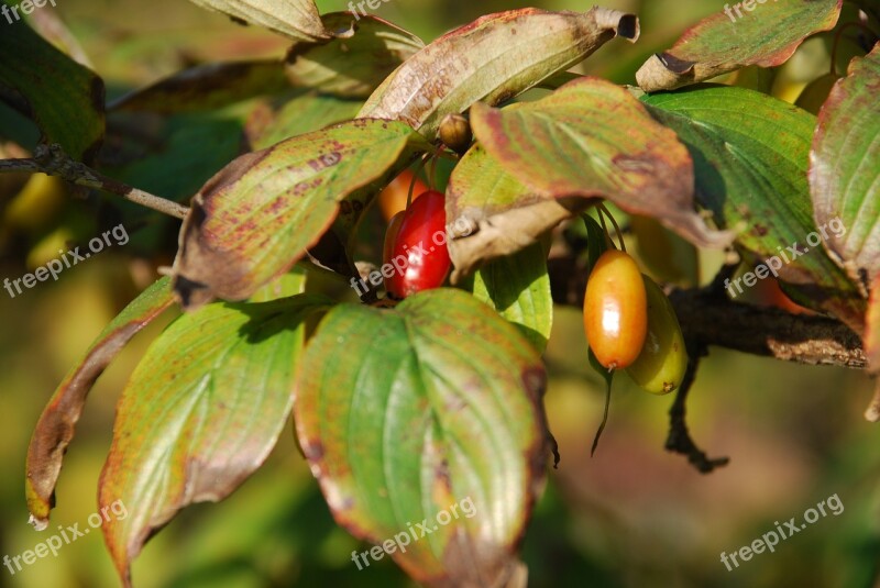 Autumn Wood Jujube Free Photos