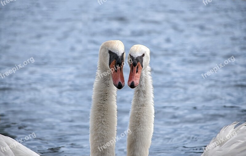 Animal Bird Swan Swans Partner