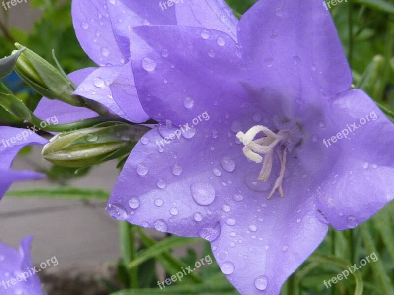 Bellflower Dewdrop Blue Blossom Tender Free Photos