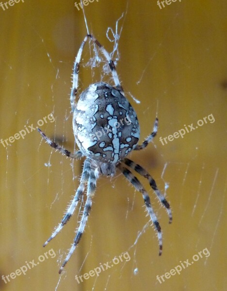 Spider Araneus Insect Weird Disgust