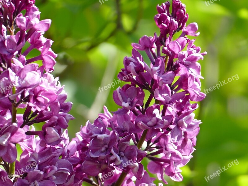 Lilac Purple Bush Nature Spring