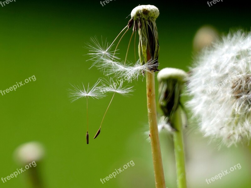 Dandelion Buttercup Faded Macro Flowers