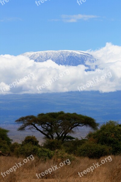 Kenya Safari Tree Nature Mountains