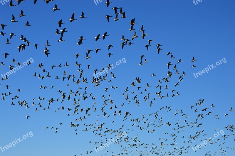 Wild Geese Flight Swarm Sky Free Photos