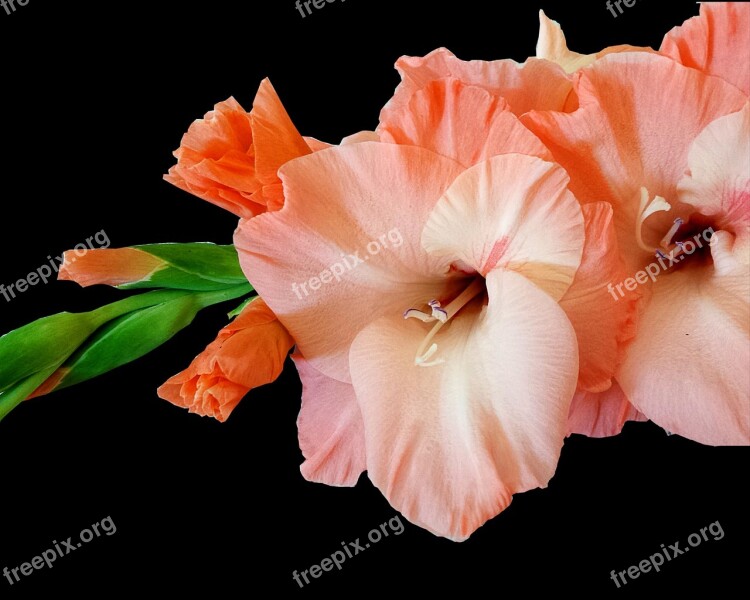 Gladiolus Pink Summer Black Background Free Photos