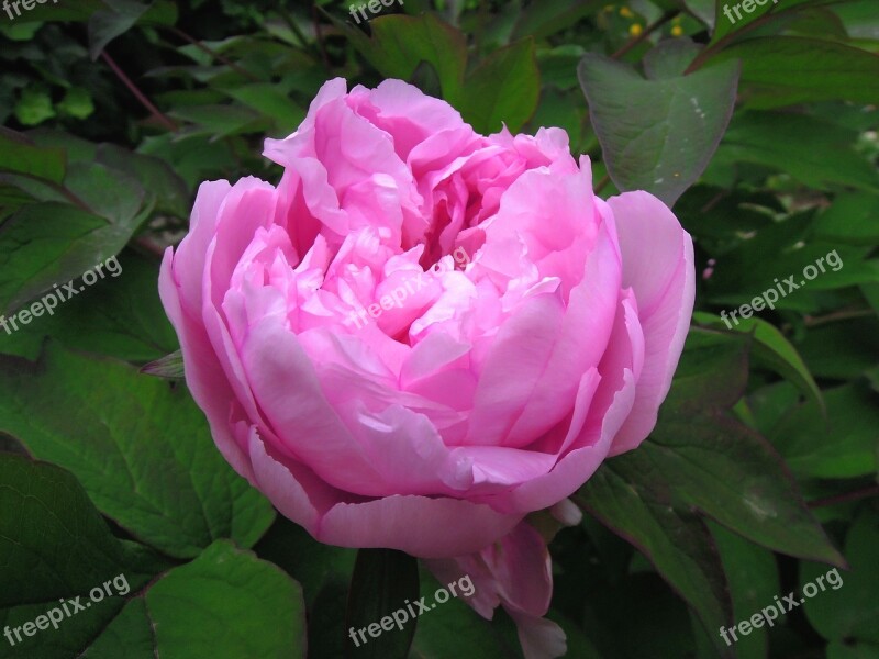 Peony Peónia Flower Pink Flower Pink