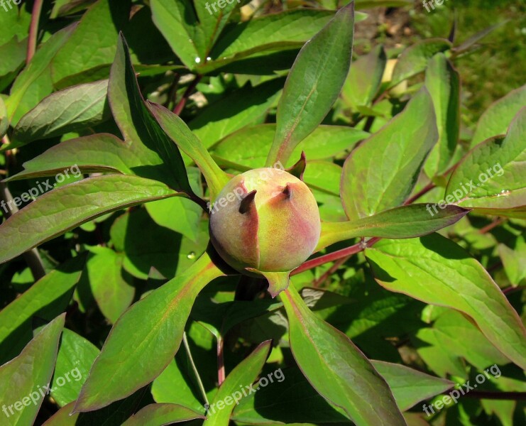 Peony Peónia Flower Buds Foliage Leaves