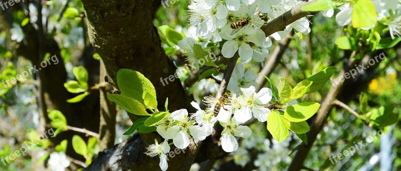 Apple Tree Flowers Apple Blossom Spring Bees