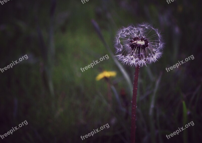 Dandelion Desire Nature Plant Free Photos