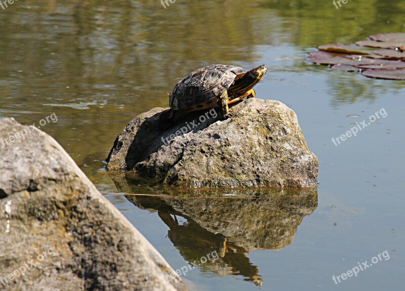 Turtle Aquatic Aquatic Animal Water Free Photos