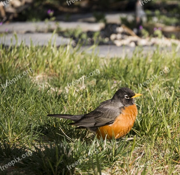 Robin Bird Nature Animal Wildlife