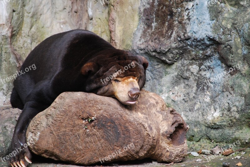 Bear Zoo Asleep Nature Sleep