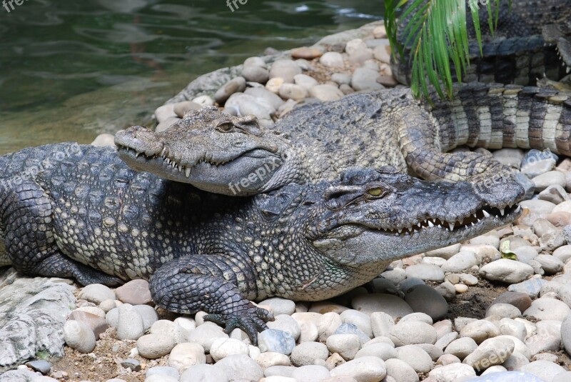 Crocodile Zoo Mouth Animals Pa