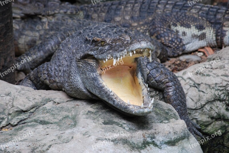 Crocodile Zoo Mouth Animals Pa