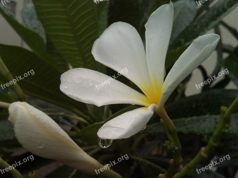 Flowers Frangipani Fragrapanti White Flowers Plant