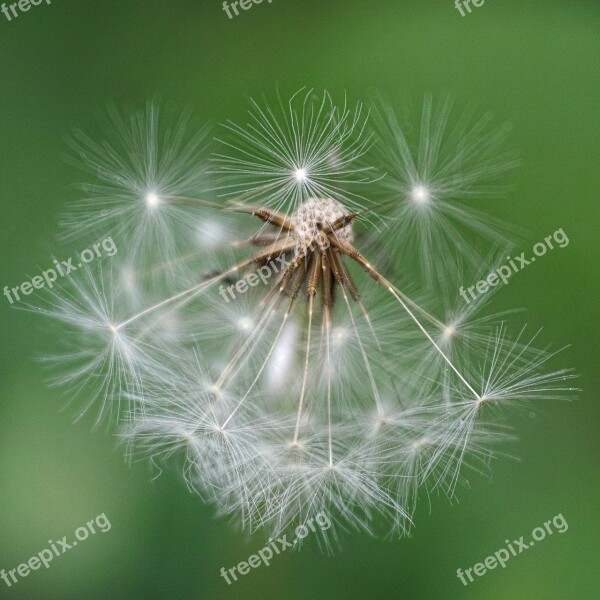 Flower Plant Dandelion Feather Dea