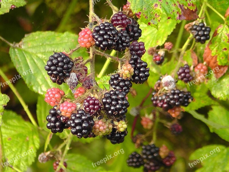 Blackberries Bush Nature Fruit Berries