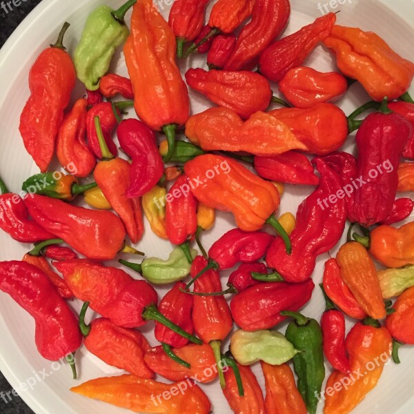 Chili Bhut Jolokia Hot Ghost Chili Free Photos