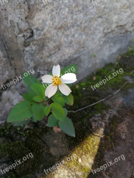 White Flower Green Leaf Comely Plant Grass