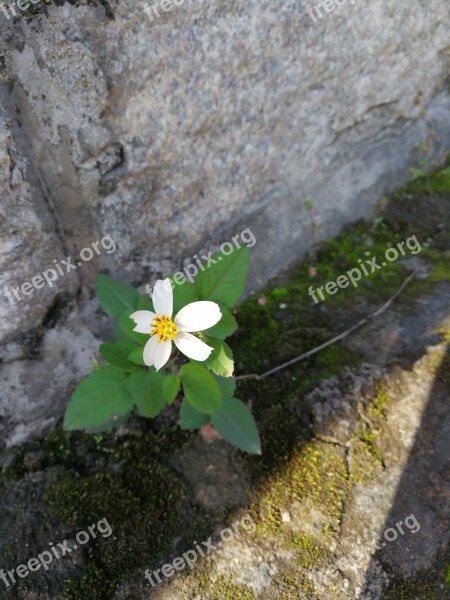 White Flower Green Leaf Comely Plant Grass