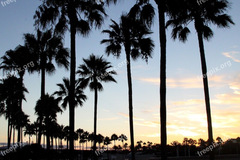 Sunset Palm Trees California Palm Tree Palm