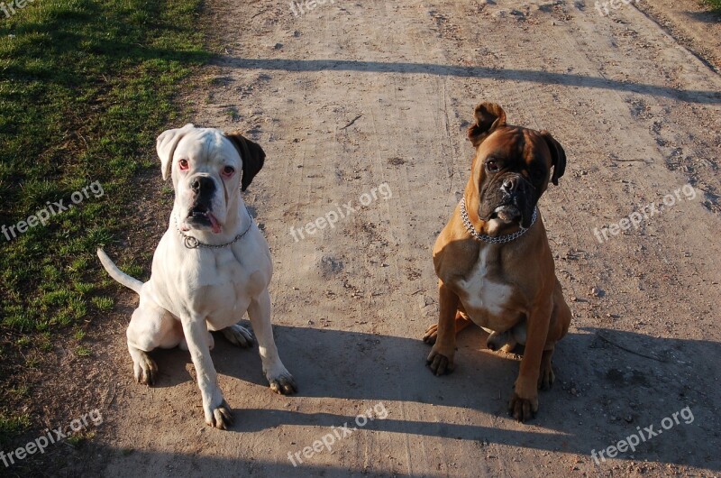 Boxers Dogs Attention Discipline Free Photos