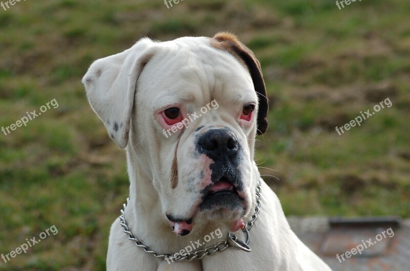 Boxer Dog White Free Photos