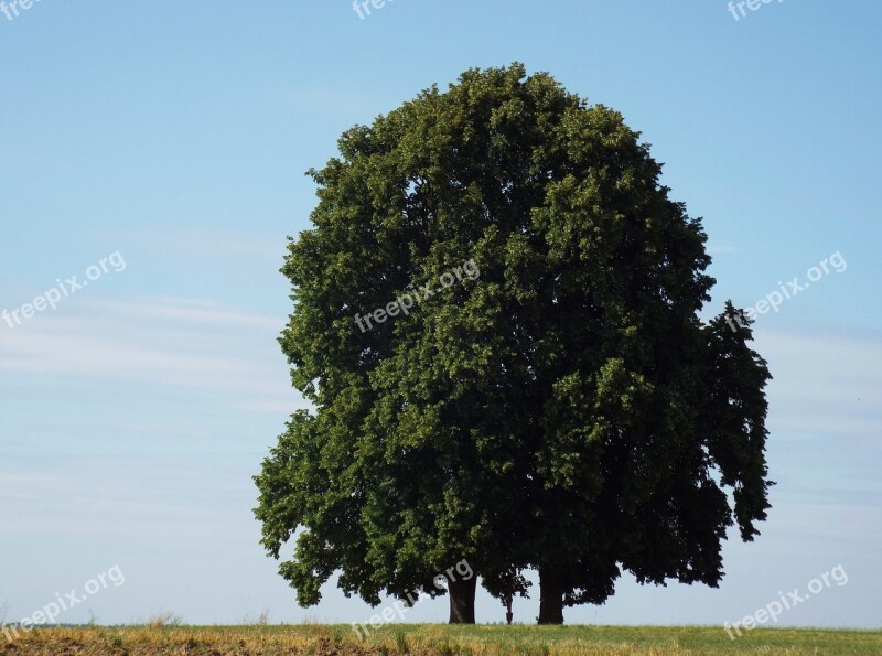 Tree Oberschönenfeld Nature Lone Tree Landscape