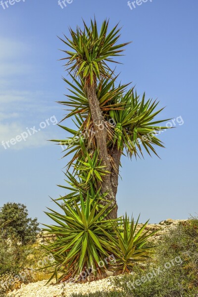 Cactus Plant Tree Nature Exotic