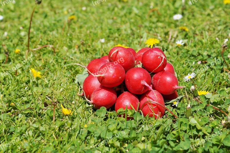 Radishes Radish Vegetables Food Healthy