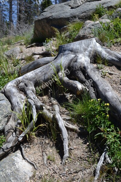 Tree Roots Roots Tree With Roots Environment Forest