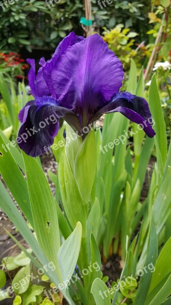 Purple Iris Flower Free Photos