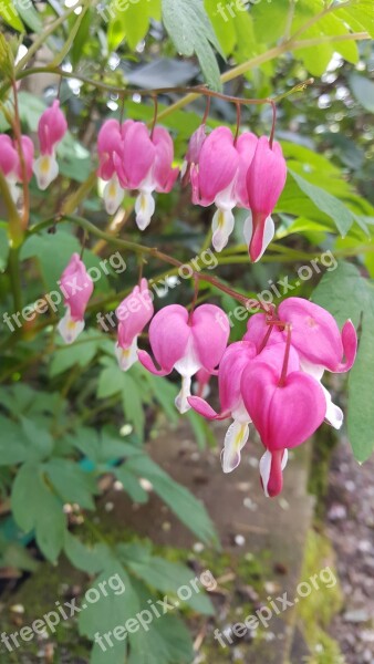 Bleeding Hearts Flower Free Photos