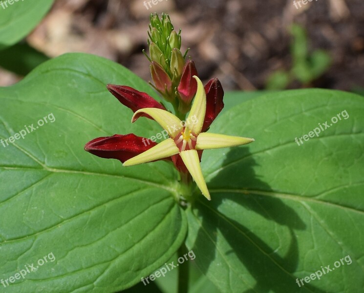 Indian Pink And Buds Fully Open Wildflower Bud Flower