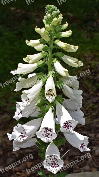 Foxgloves Flower Blossom Bloom Plant