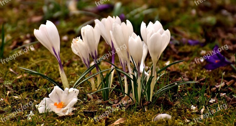 Crocus Flower White Blossom Bloom